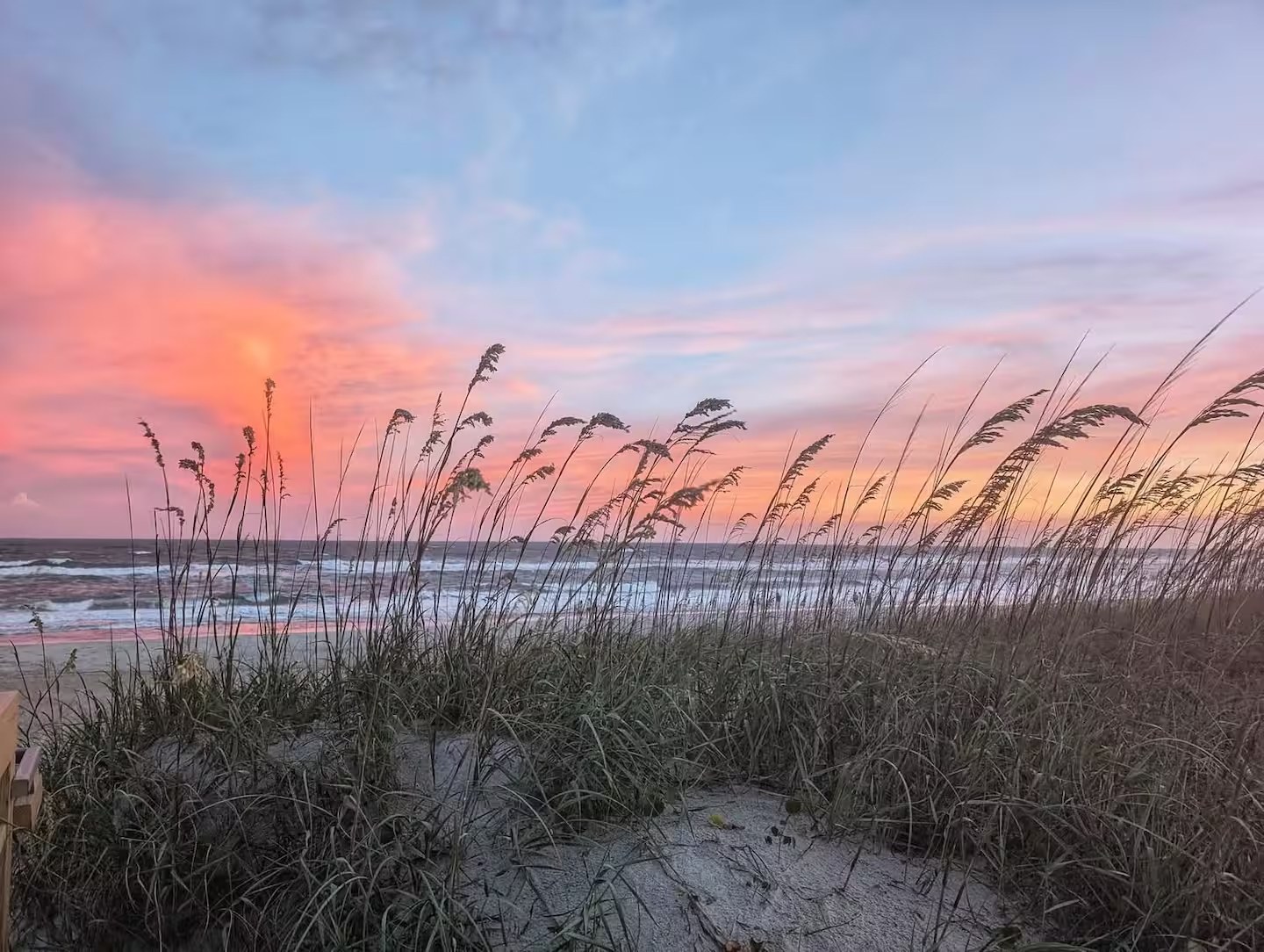 Sea oats swaying in the dunes at sunset