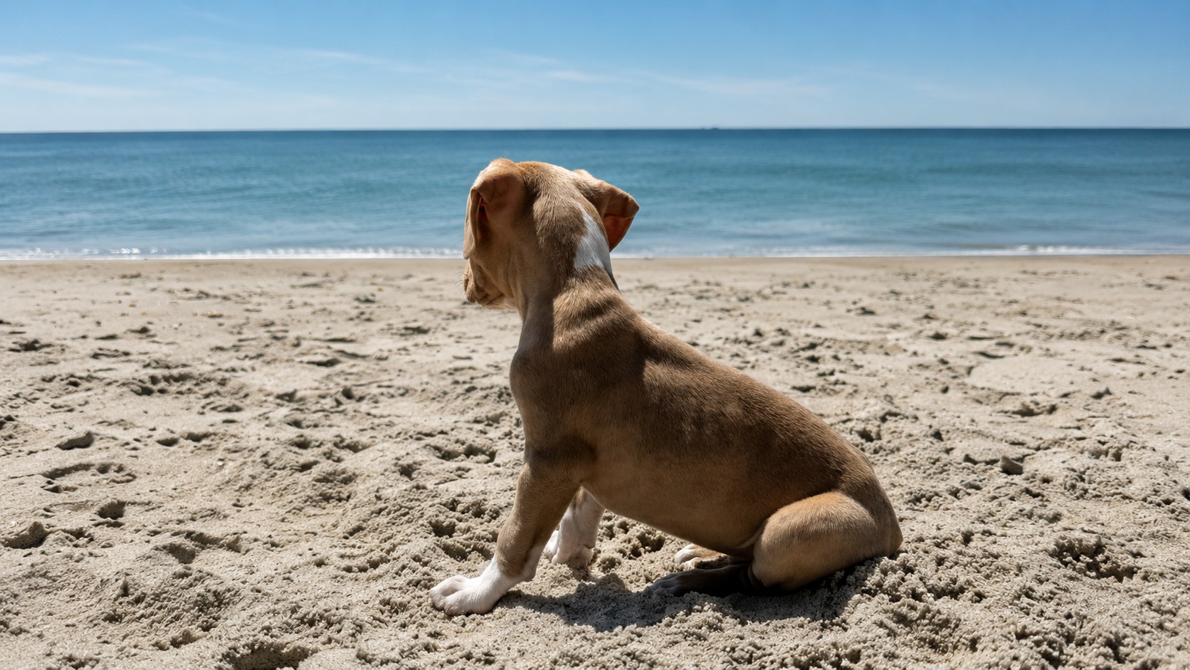 Puppy sitting on the sand looking out at the ocean