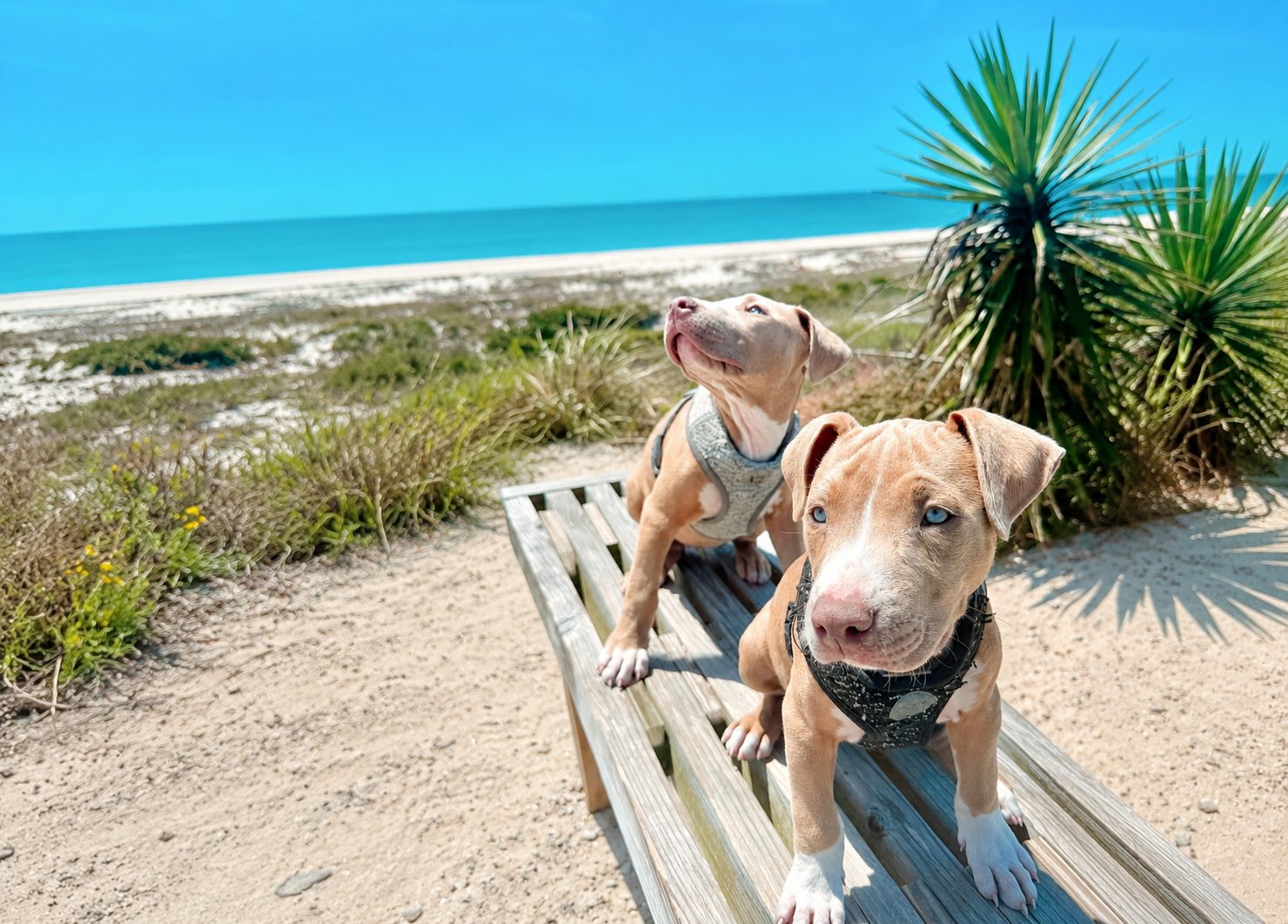 Two dogs on a bench along the Fort Macon dune path