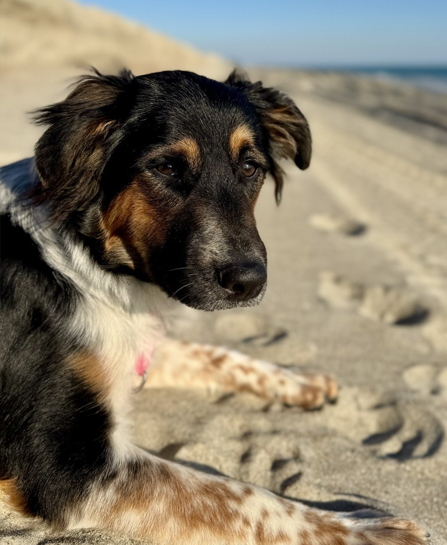 Zara, one of the foster dogs from Misplaced Mutts